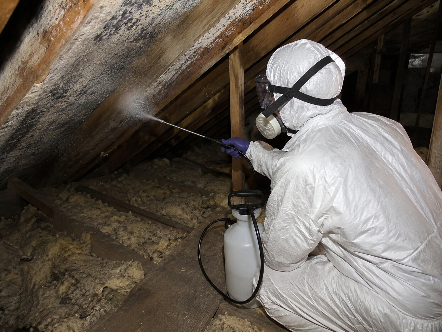 Mould Treatment in Leicester